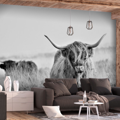 Fototapeet - Highland Cattle - 250x175