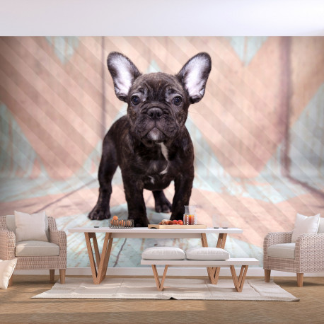Fototapeet - French Bulldog - 400x280