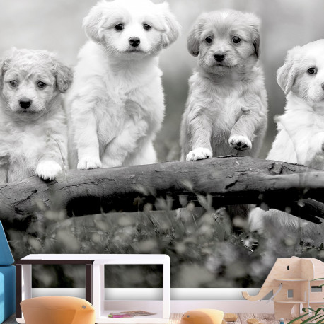 Fototapeet - Four Puppies - 150x105