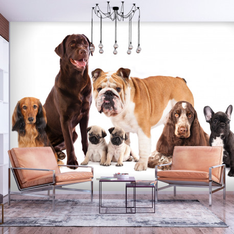 Fototapeet - Dog Integration - 200x140