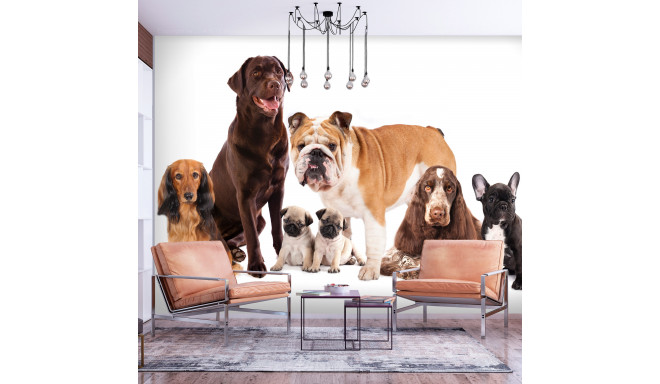 Fototapeet - Dog Integration - 300x210