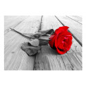 Fototapeet - Abandoned Rose - 100x70