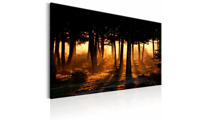 Seinapilt - Forest Dawn - 120x80