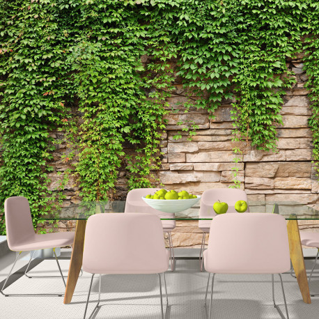 Fototapeet - Ivy wall - 350x245