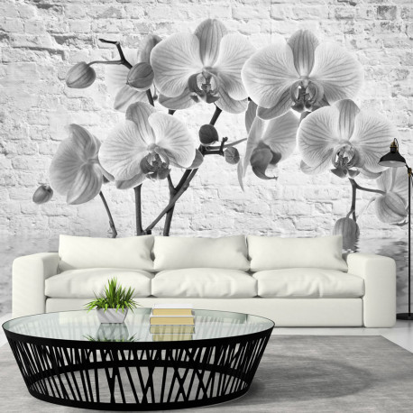 Fototapeet - Orchid in Shades of Gray - 250x175