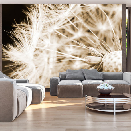Fototapeet - Dandelion - sepia - 100x70