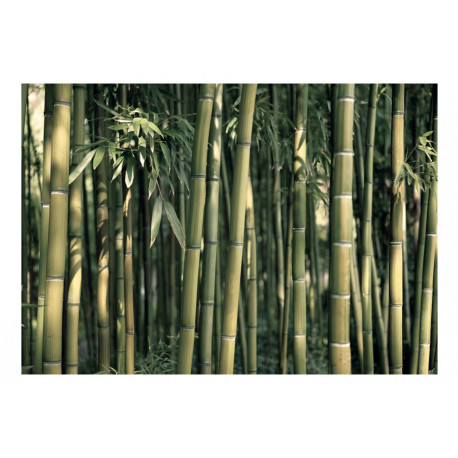 Fototapeet - Bamboo Exotic - 200x140