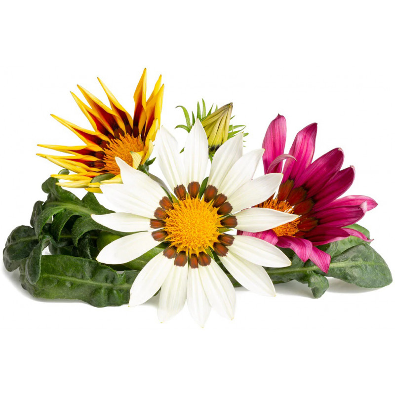 Click & Grow Smart Garden Refill Särav gasaania 3tk