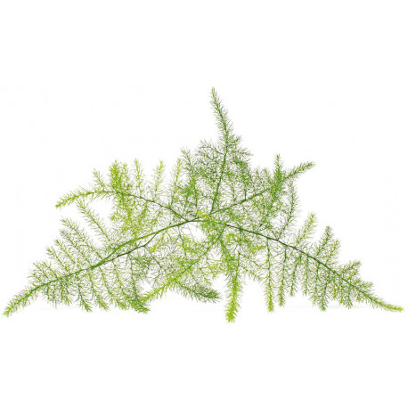 Click & Grow Smart Garden Refill Sulgaspar 3tk