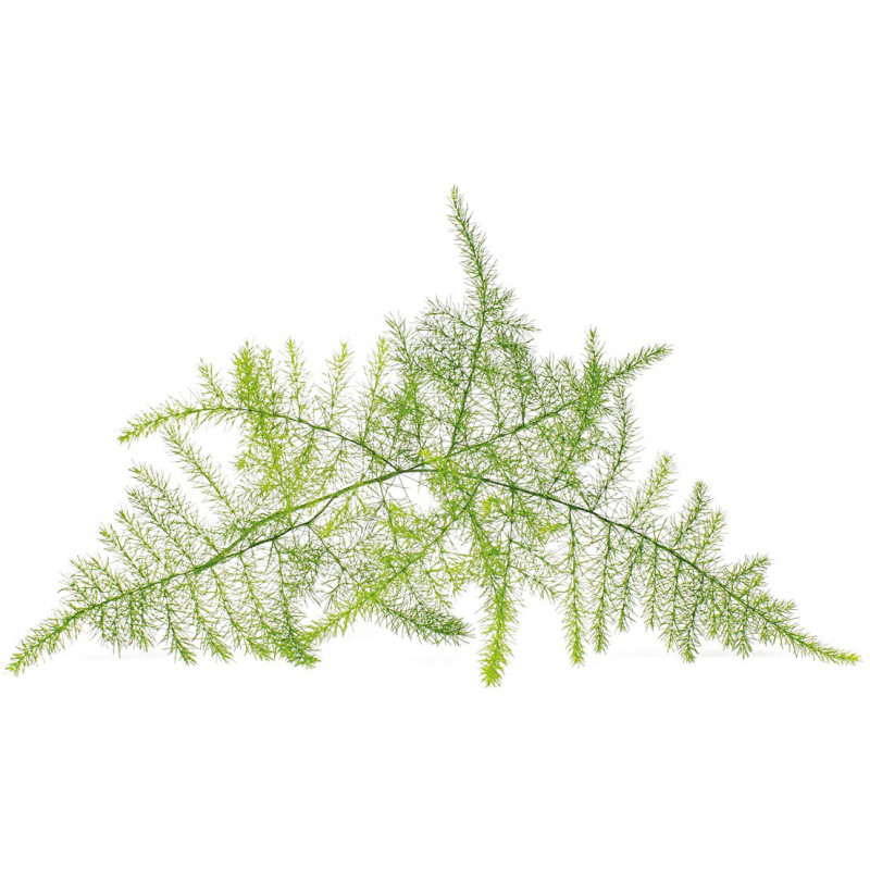 Click & Grow Smart Garden Refill Sulgaspar 3tk