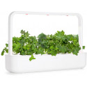 Click & Grow Smart Refill Green Kale 3pcs