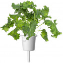 Click & Grow Smart Refill Green Kale 3pcs