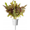 Click & Grow Smart Refill Punane tammelehine salat 3tk