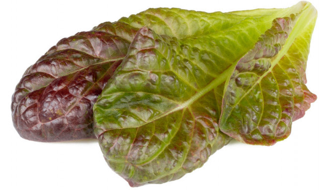 Click & Grow Smart Refill Red romaine lettuce 3pcs