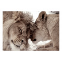 Fototapeet - Lion Tenderness (Sepia) - 400x280
