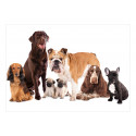 Fototapeet - Dog Integration - 450x315