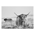 Fototapeet - Highland Cattle - 300x210