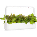 Click & Grow Smart Garden refill Punane salat 3tk