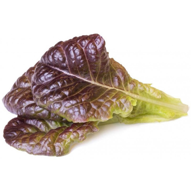 Click & Grow Smart Garden refill Punane salat 3tk