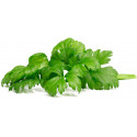 Click & Grow Smart Garden Refill Leaf Celery 3pcs