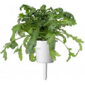 Click & Grow Smart Garden refill Shungiku 3pcs