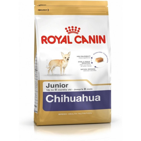 BHN CHIHUAHUA PUPPY