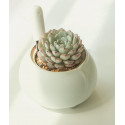 Xiaomi Mi Flower Care Plant Sensor