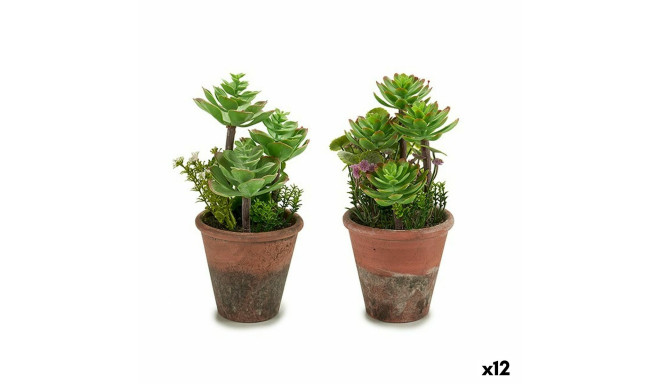 Dekoratiivne Taim Ibergarden XD16-849 XD16-849 Plastmass Sukulent 16 x 23 x 16 cm (12 Ühikut)