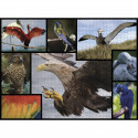 Ambassador Birds 1000 Pieces