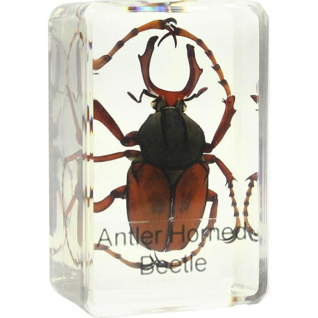 Prepared slide - stag beetle, Omegon