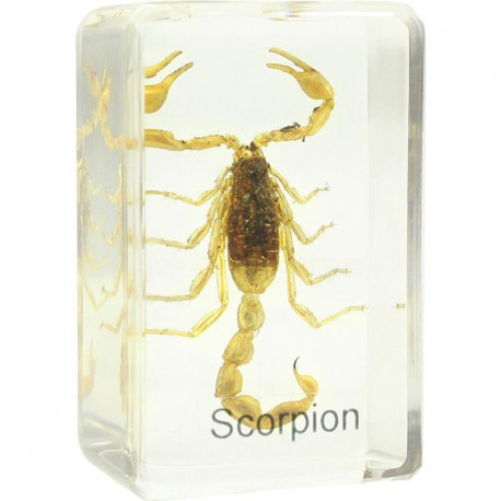 Prepared slide - scorpion, Omegon