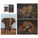 Ambassador Wildlife Eye Contact 3x 1000 Pieces (Donal Boyd)