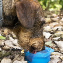 Kaks-ühes pudel vee- ja toiduanumatega lemmikloomadele Pettap InnovaGoods