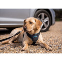 Dog Harness Company of Animals CarSafe Black XS