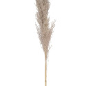 4Living Pampas natural 110 cm 3 pcs