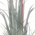4Living Reed in pot 81 cm