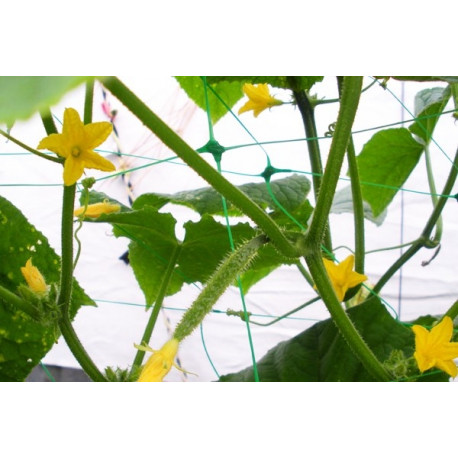 PLANT NET 8g/m2 15x17cm 2x10m