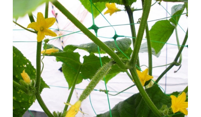 PLANT NET 8g/m2   15x17cm 2x10m