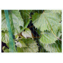 Linnuvõrk BIRD NET 10g/m² 2 x 10m