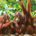 Pusle Colorbaby Orangutan 6 Ühikut 68 x 50 x 0,1 cm