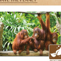 Puzzle Colorbaby Orangutan 6 Units 68 x 50 x 0,1 cm