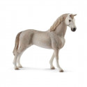 Holsteiner gelding figure