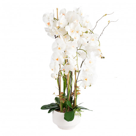 Orchid GARDEN QUEEN H102cm, white