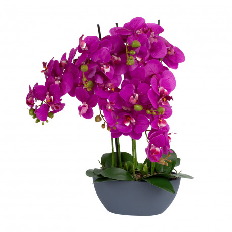 Orchid GARDEN QUEEN H64cm, dark pink