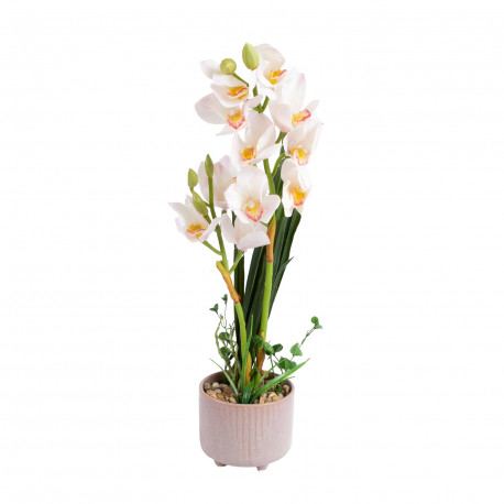 Orchid GARDEN QUEEN H70cm, white