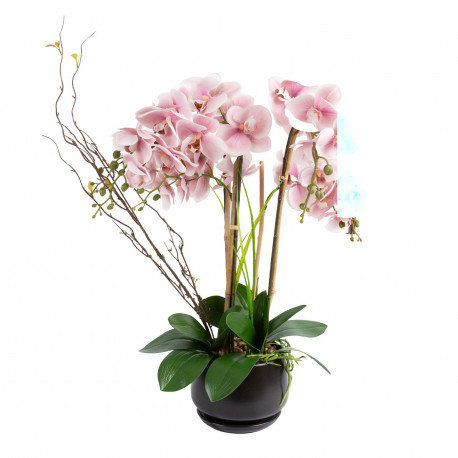 Orhidee GARDEN QUEEN H68cm, heleroosa