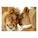 Fototapeet - Lion Tenderness - 250x175