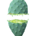 Niisutav Näokreem Cactus Opuntia 24h Weleda (30 ml)