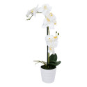 Valge orhidee 2 oksaga IN GARDEN, H51cm, valge pott