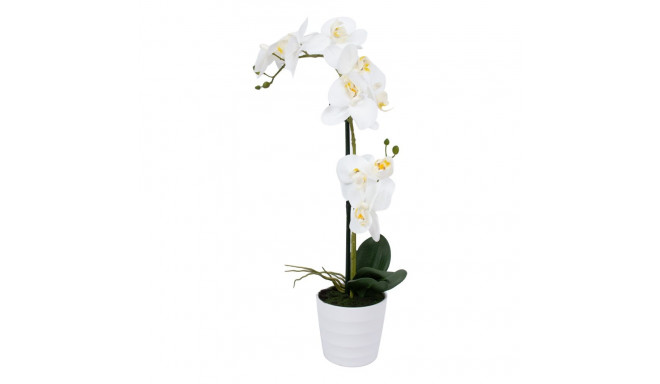 Valge orhidee 2 oksaga IN GARDEN, H51cm, valge pott